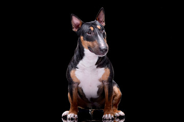 Studio shot of an adorable Bull terrier