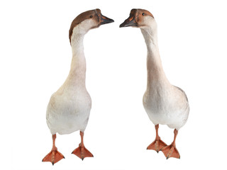 two goose isolated