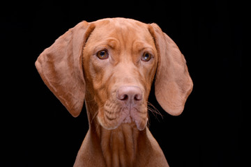 Portrait of an adorable hungarian vizsla