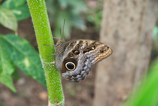 bull's eye butterfly