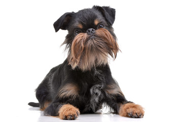 Studio shot of an adorable Griffon Bruxellois