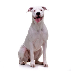 Studio shot of an adorable Dogo Argentino