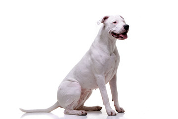 Studio shot of an adorable Dogo Argentino - 242873838