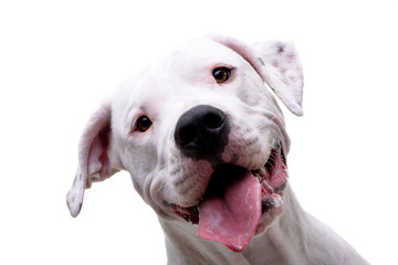 Obraz premium Portrait of an adorable Dogo Argentino