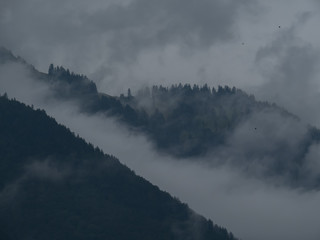 Hochwald im Nebel