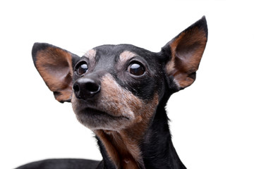 Portrait of an adorable pinscher dog