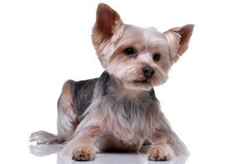 Studio shot of an adorable Yorkshire Terrier