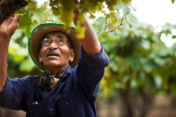 Worker picking grapes at a vineyard.