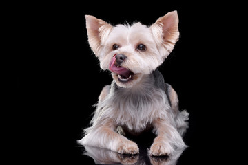 Studio shot of an adorable Yorkshire Terrier