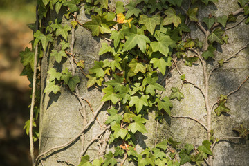 close up parts of modern gardening design, outdoors plants in summer time 