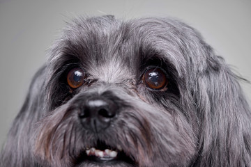 Close portrait of an adorable havanese dog