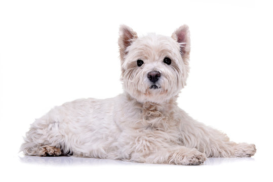 Studio shot of an adorable West Highland White Terrier