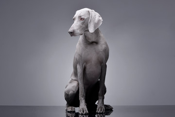 Studio shot of an adorable Weimaraner dog