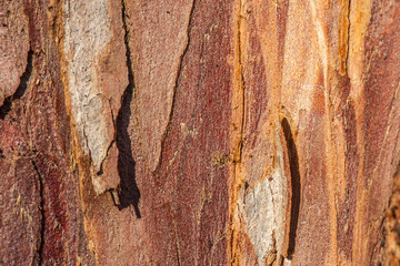 close-up of tree bark