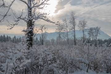 Winterwald im Schnee