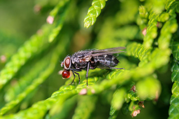Fliege auf einer Pflanze