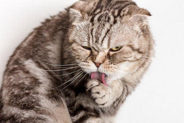 Obraz premium Cute cat Scottish Fold washes his paw with his tongue. Close-up.