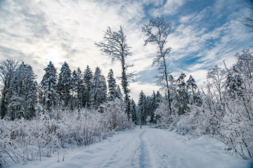 Obraz premium Winterwald im Schnee