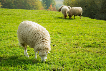 Obraz na płótnie Canvas Farm with meny sheeps on green meadow 