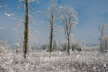 Winterwald im Schnee