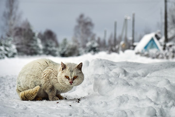 Homeless white cat sitting on the snow and eating pieces of dry cat food in russian village outdoors.