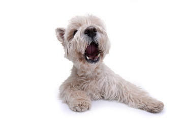 Studio shot of an adorable West Highland White Terrier
