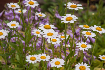 daisy with purple flowers