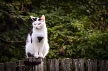 Obraz premium cute spotted cat on a fence