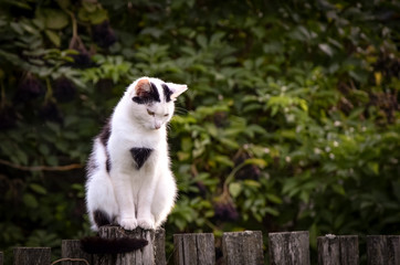 Naklejka na ściany i meble cute spotted cat on a fence