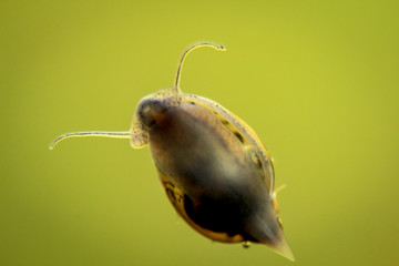 Blasenschnecke, Laich, Aquarium © boedefeld1969