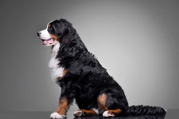 Studio shot of an adorable Bernese Mountain Dog