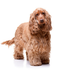 Studio shot of an adorable English Cocker Spaniel