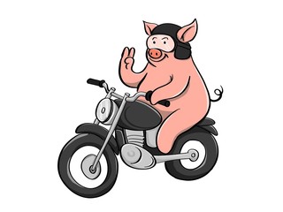 The Pig bikers riding the custom retro motorcycle, isolated on white background.