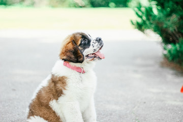 St. Bernard puppy with a child