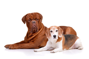 Studio shot of an adorable Dogue de Bordeaux and a beagle