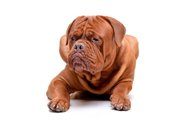 Studio shot of an adorable Dogue de Bordeaux