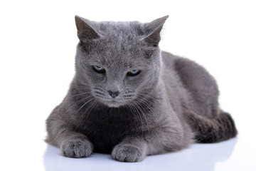 Studio shot of an adorable domestic cat