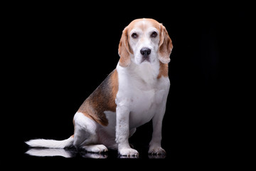 Studio shot of an adorable beagle