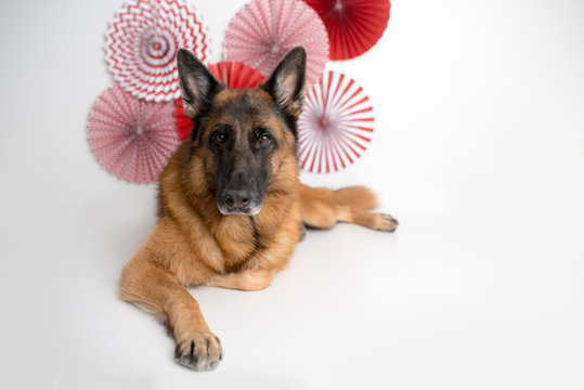 German Shepherd Dog on Valentines Day Photo Set, red background, white space 