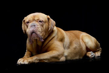 Studio shot of an adorable Dogue de Bordeaux