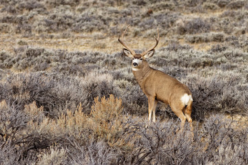 Mule Deer Buck