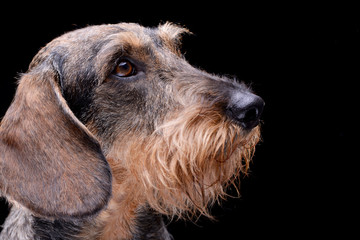 Portrait of an adorable Dachshund