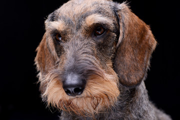 Portrait of an adorable Dachshund