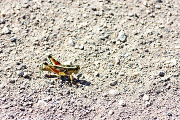 Grasshopper step up on the ground