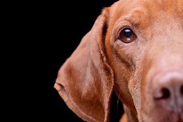 Close portrait of an adorable hungarian vizsla (magyar vizsla)