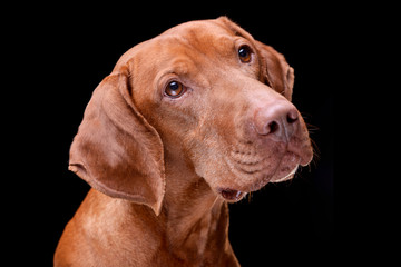 Portrait of an adorable hungarian vizsla (magyar vizsla)