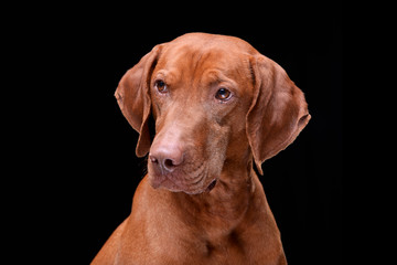 Portrait of an adorable hungarian vizsla (magyar vizsla)