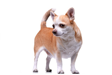 Studio shot of an adorable Chihuahua