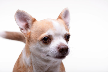 Portrait of an adorable Chihuahua
