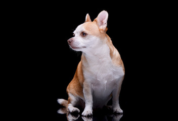 Studio shot of an adorable Chihuahua